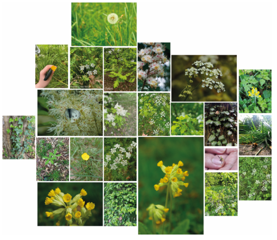 parc_dt_cloud_ecology